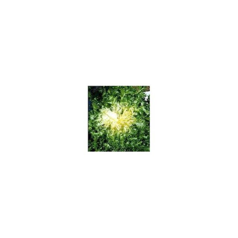 Semailles Chicorée frisée Grosse pommant seule