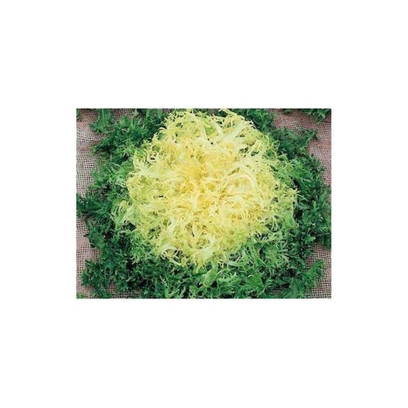 Semailles Chicorée frisée Wallonne