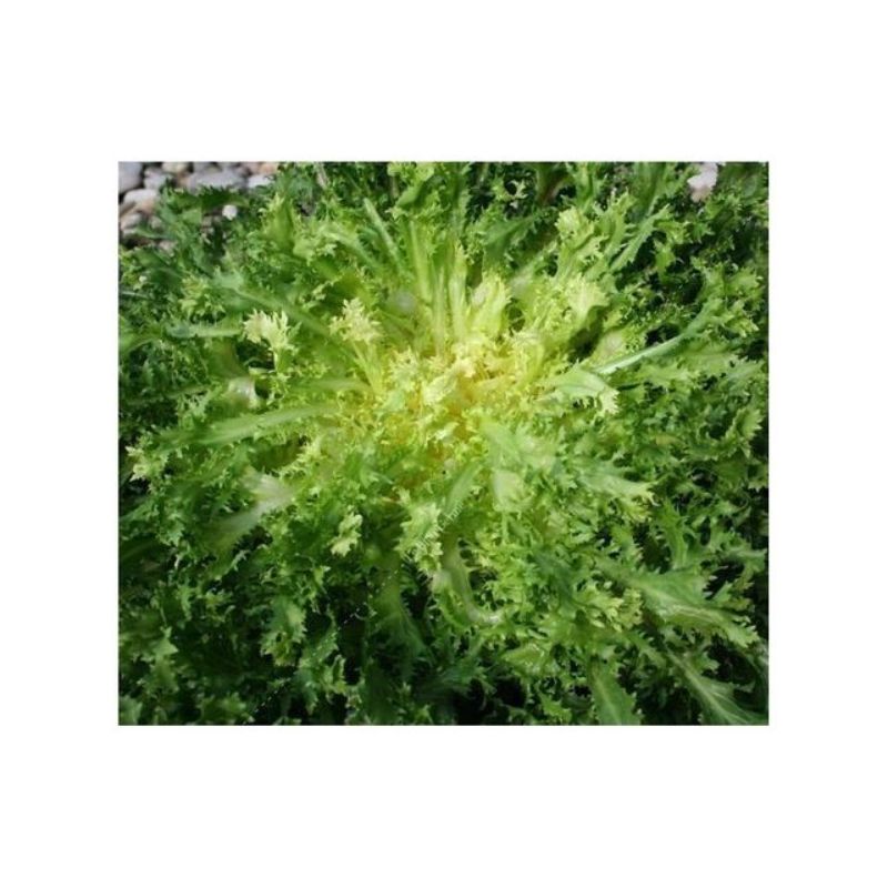 Semailles Chicorée frisée Grosse Pancalière