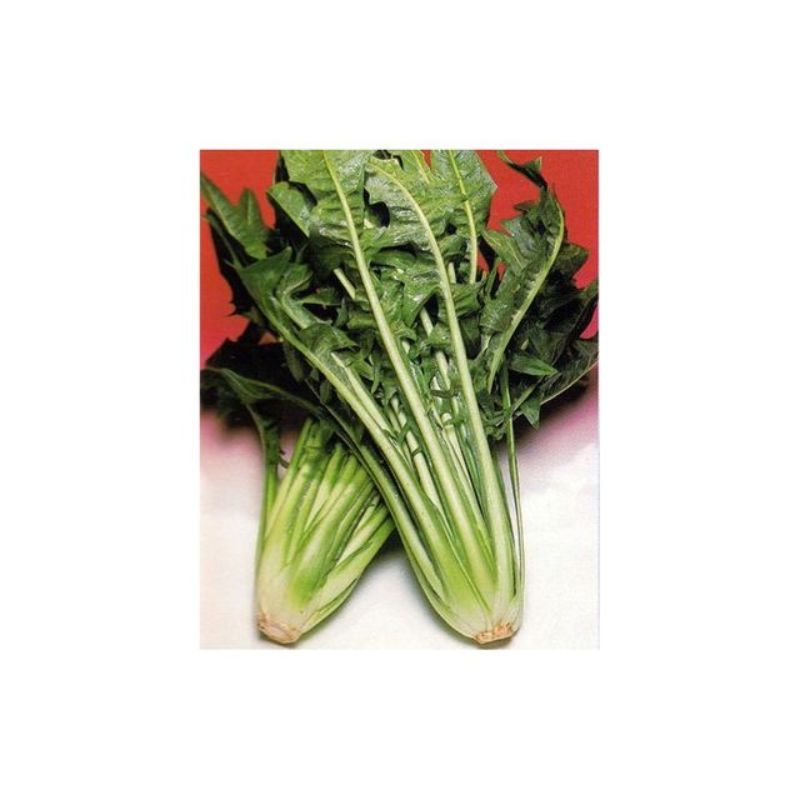 Semailles Chicorée sauvage Catalogna "Aurelia"