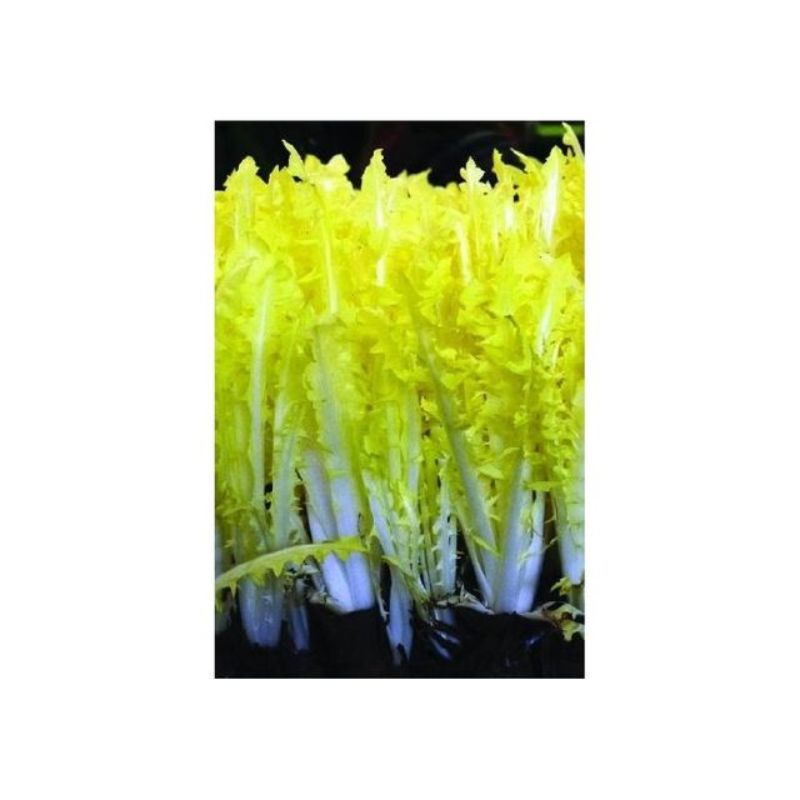 Semailles Chicorée Barbe de Capucin