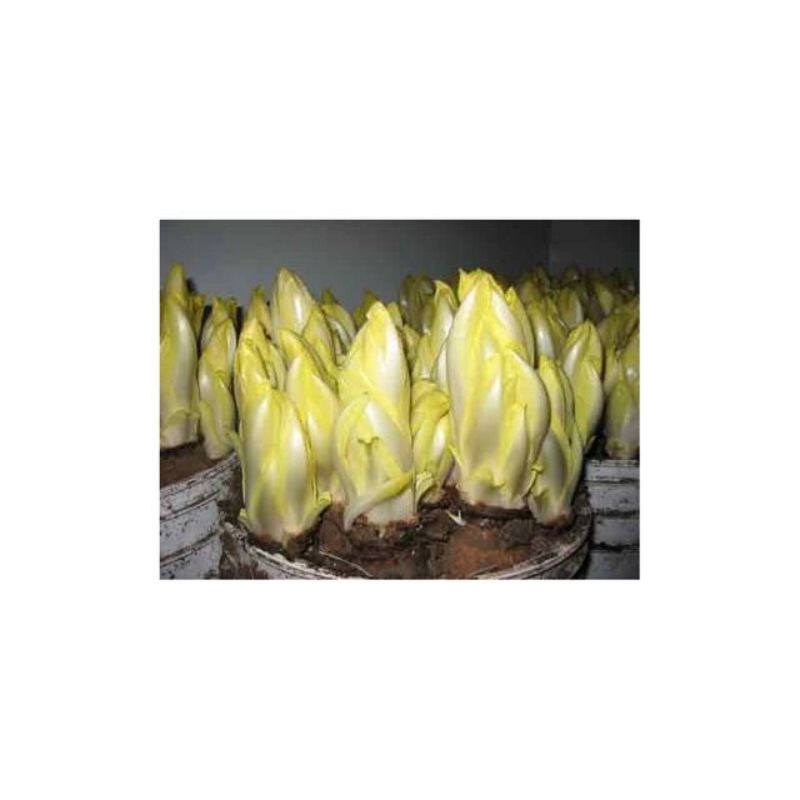 Semailles Chicorée de Bruxelles Macun