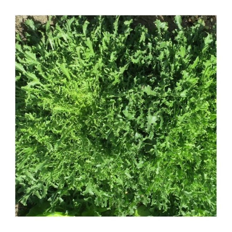 Semailles Chicorée frisée de Namur