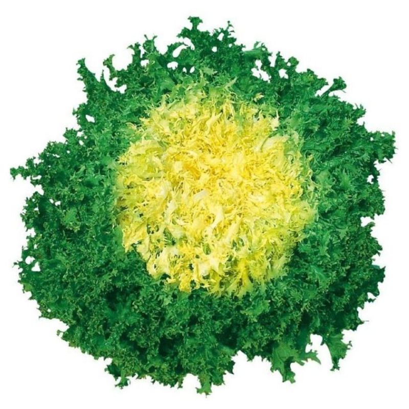 Semailles Chicorée frisée de Ruffec