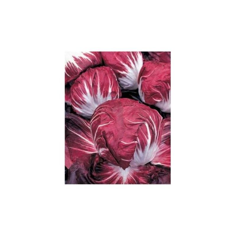 Semailles Chicorée Radicchio rouge de Vérone