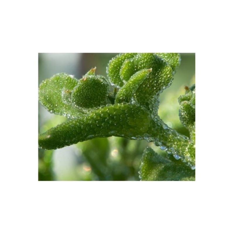 Semailles Ficoïde glaciale