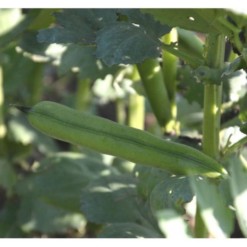 Semailles Fève Longue de Belgique