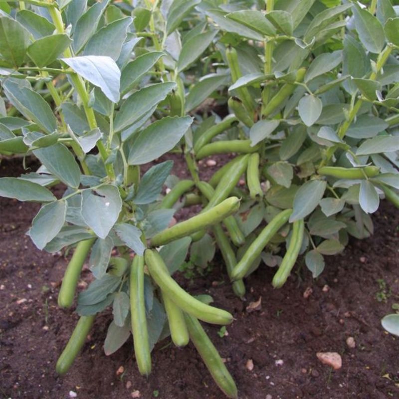 Semailles Fève Ratio