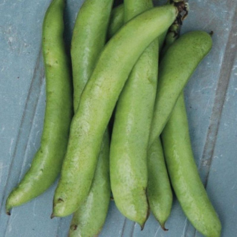 Semailles Fève Express Eleonora