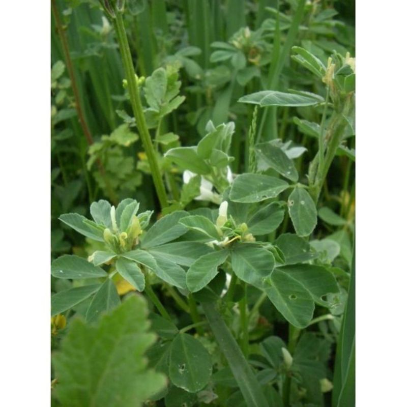 Semailles Féverole d'hiver