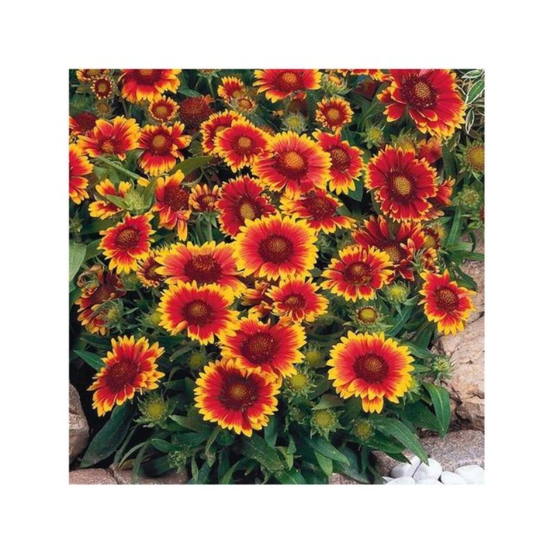 Semailles Gaillarde vivace