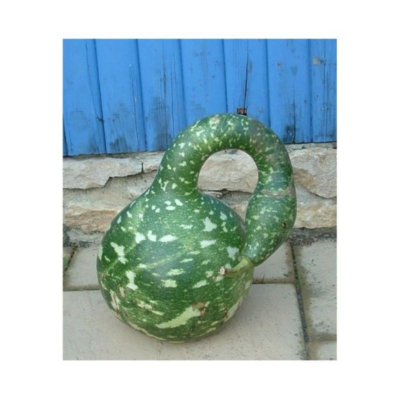 Semailles Gourde Amphore
