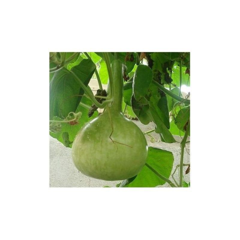 Semailles Gourde ou Courge Pèlerine en mélange