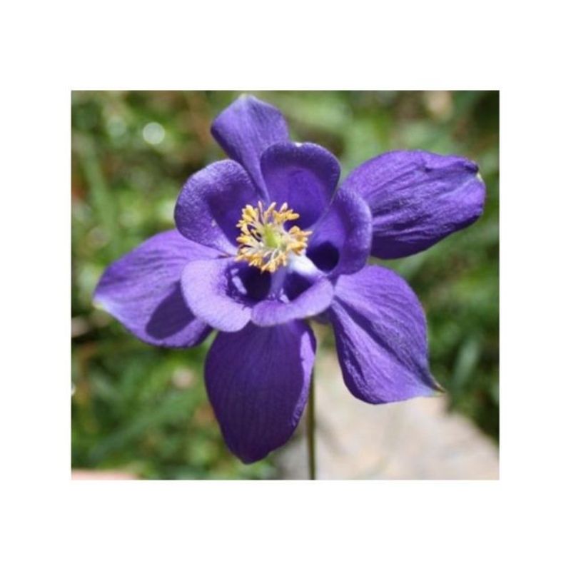 Semailles Grande Ancolie