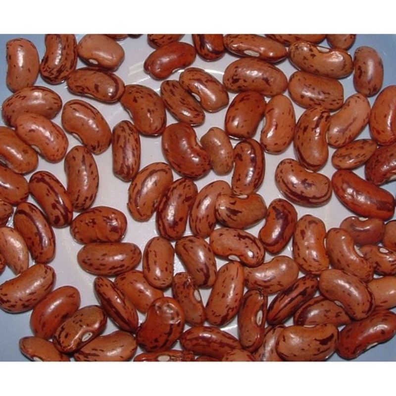 Semailles Haricot Langue de Feu