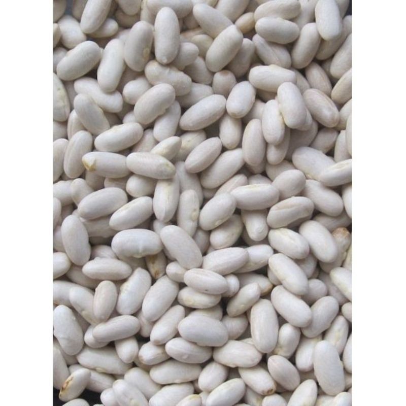 Semailles Haricot Maïs type Tarbais