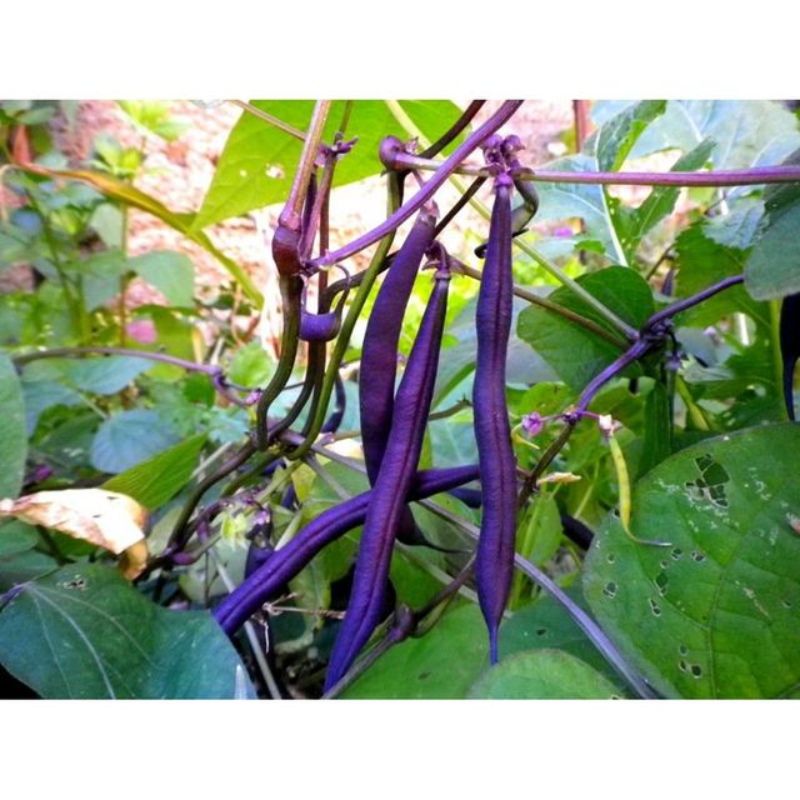 Semailles Haricot nain mangetout Reine des Pourpres