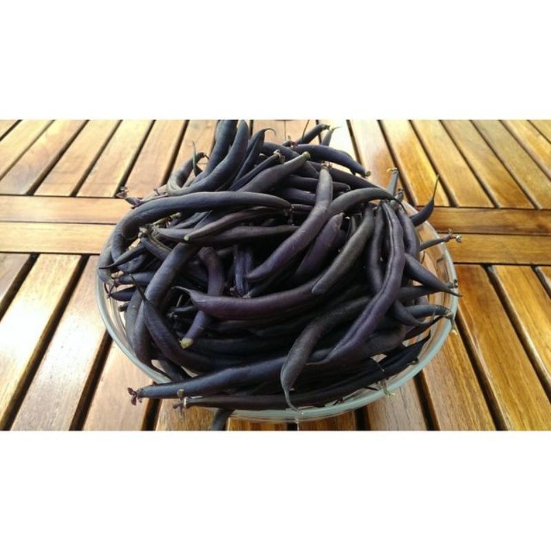 Semailles Haricot Purple Teepee