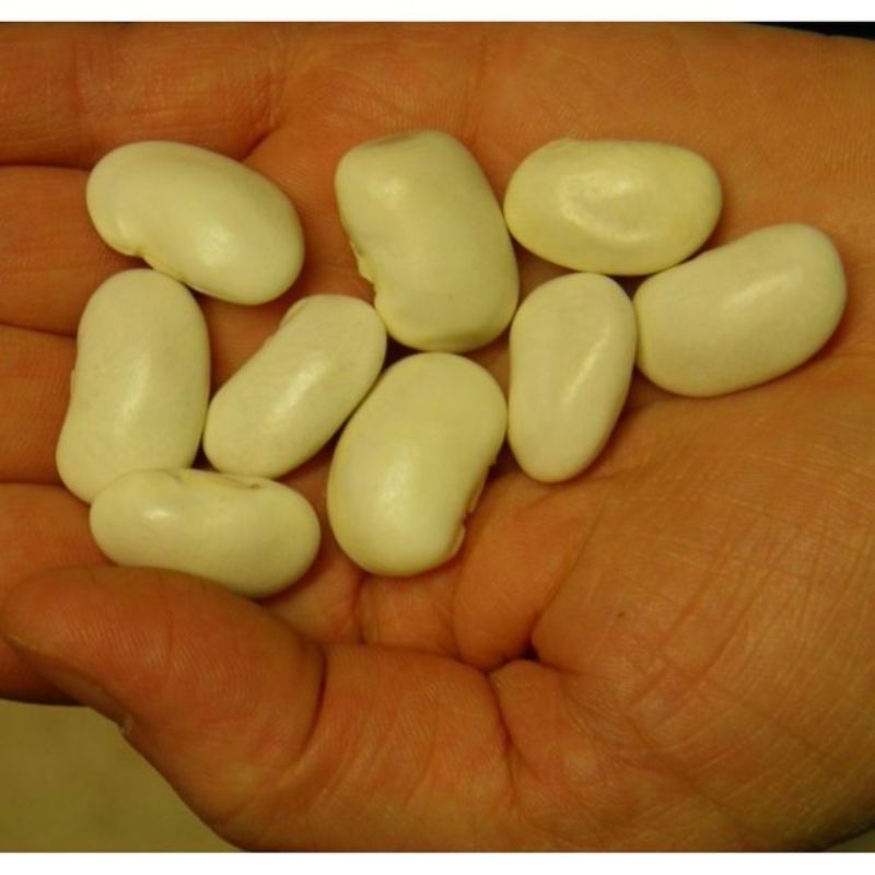 Semailles Haricot Orteil de Précheur