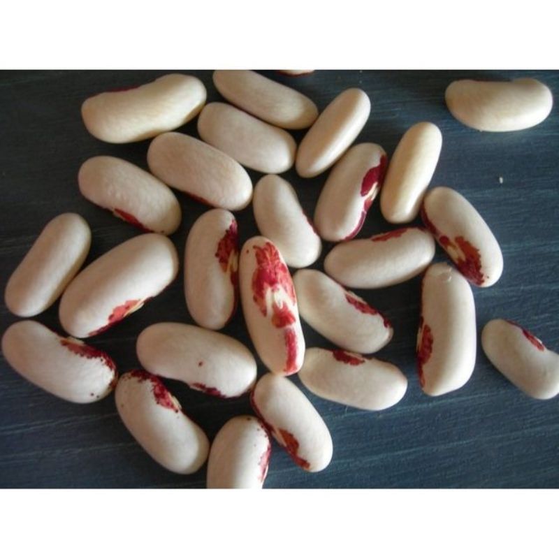 Semailles Haricot St Esprit à oeil rouge