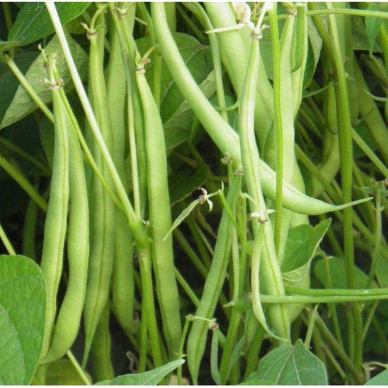 Semailles Haricot Roi des Belges