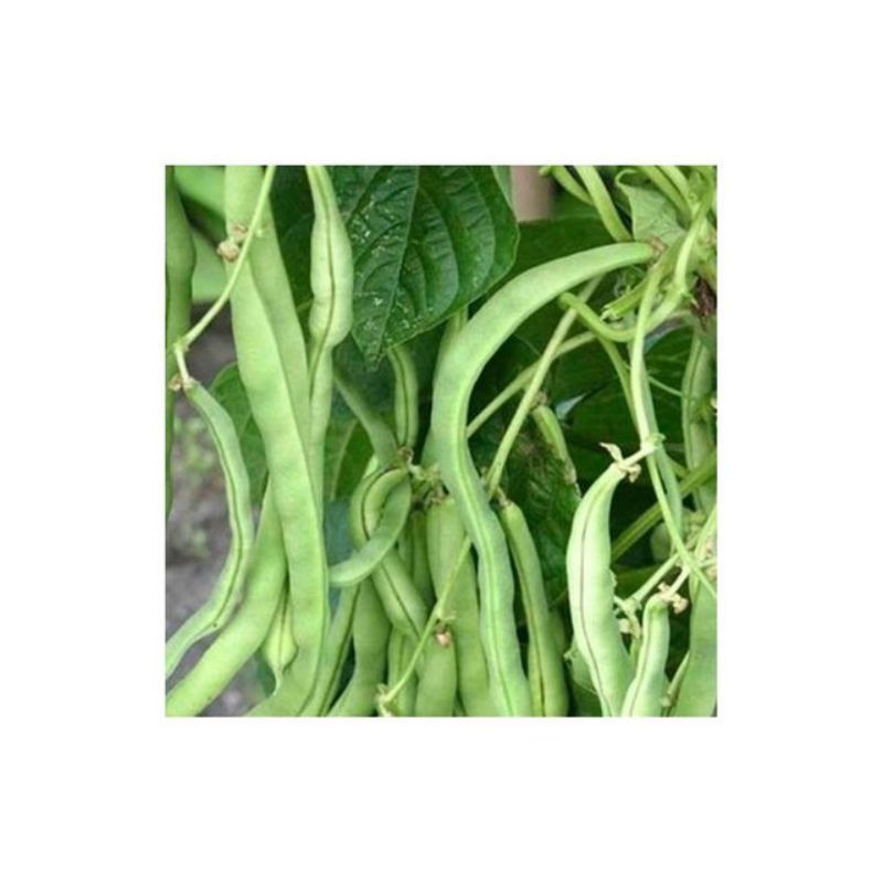 Semailles Haricot Trebona