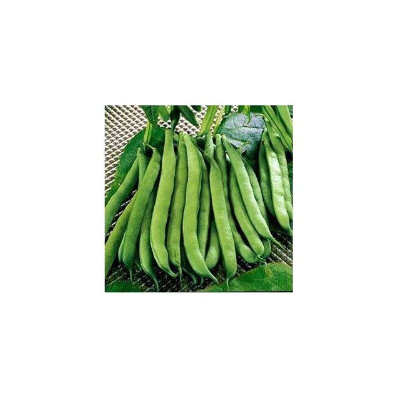 Semailles Haricot Saxa