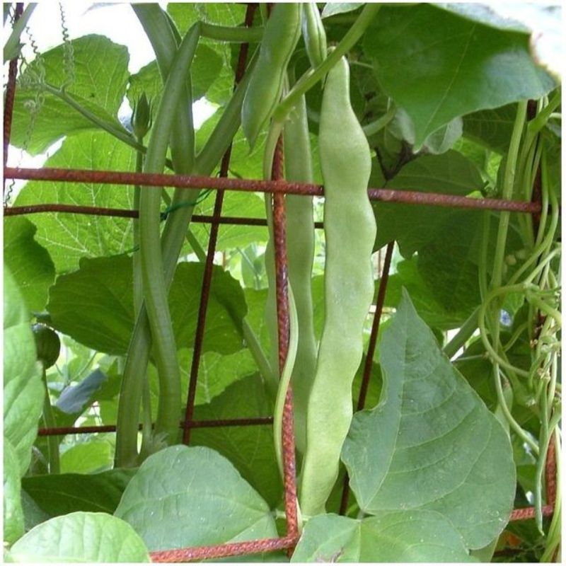 Semailles Haricot Sabre