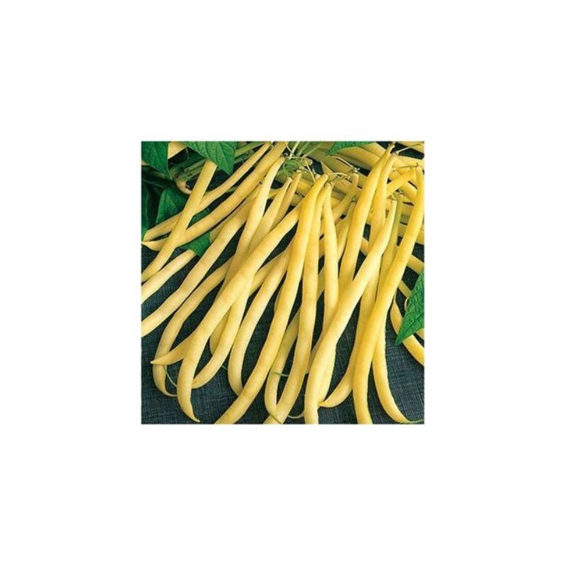 Semailles Haricot Rocbrun