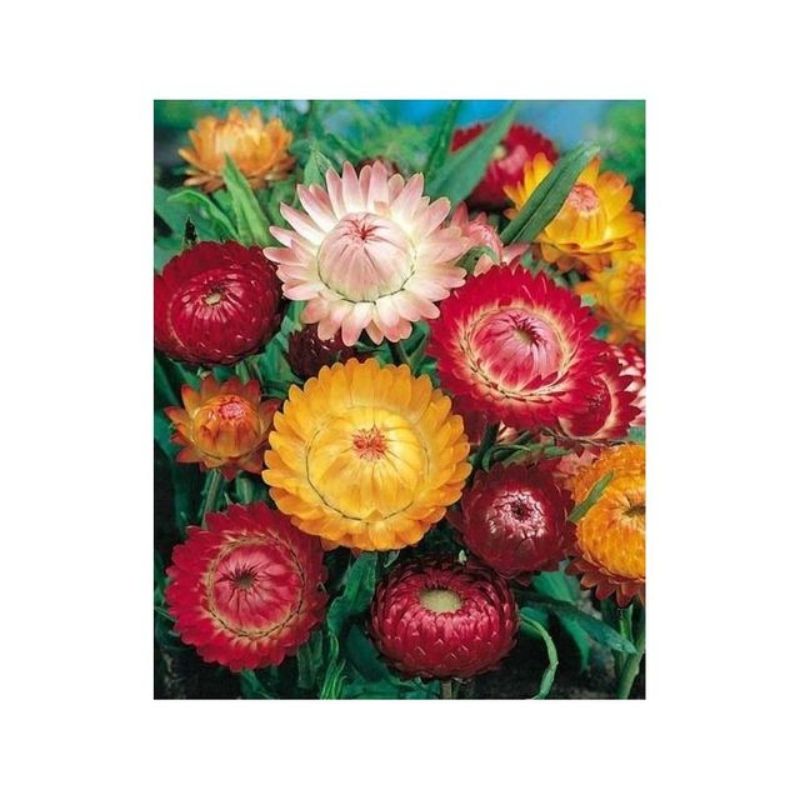 Semailles Immortelle à bractées