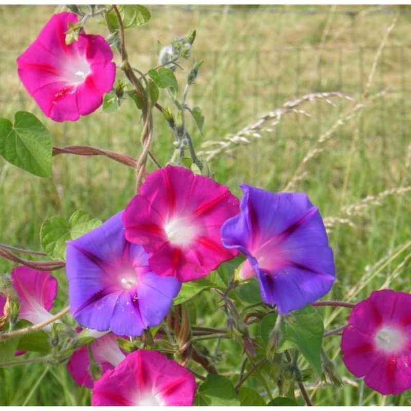 Semailles Ipomée en mélange