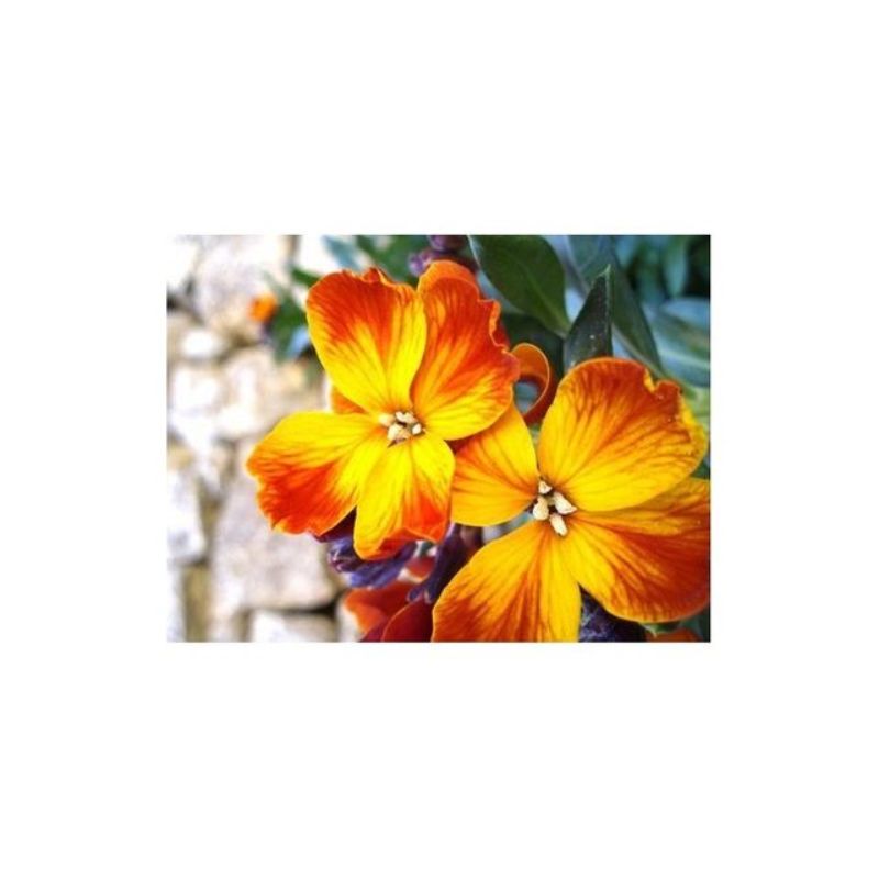 Semailles Giroflée ravenelle