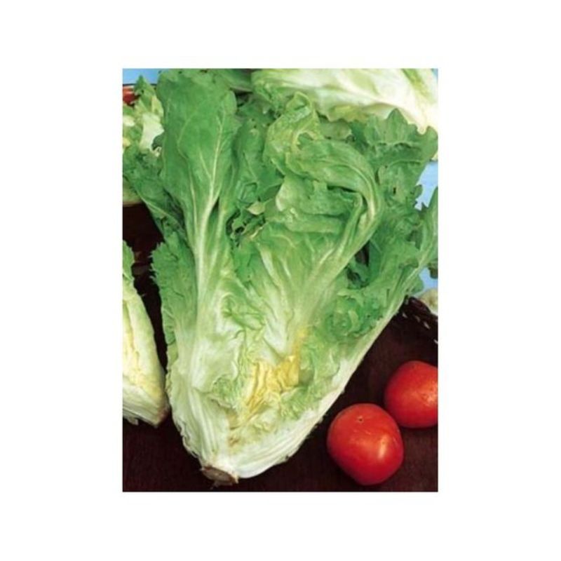 Semailles Chicorée scarole en Cornet d'Anjou