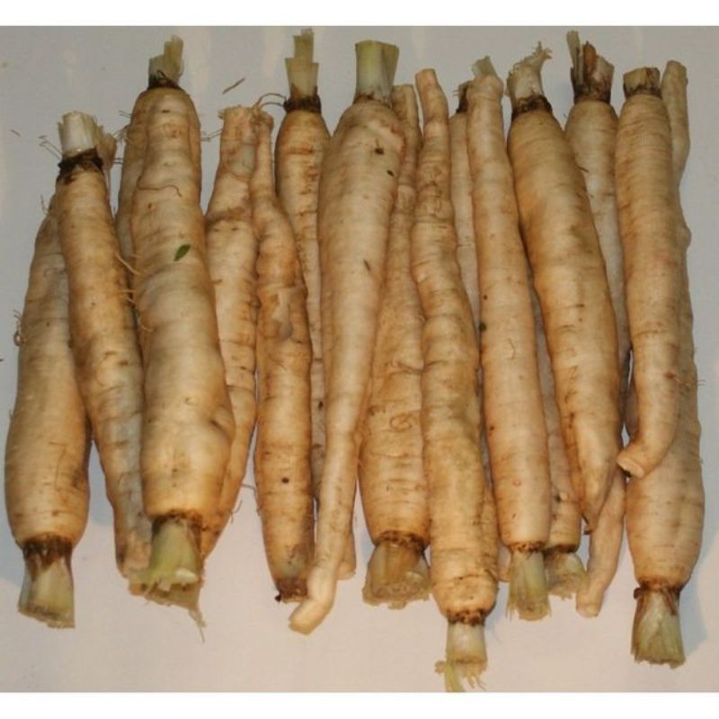 Semailles Chicorée Tête d'Anguille