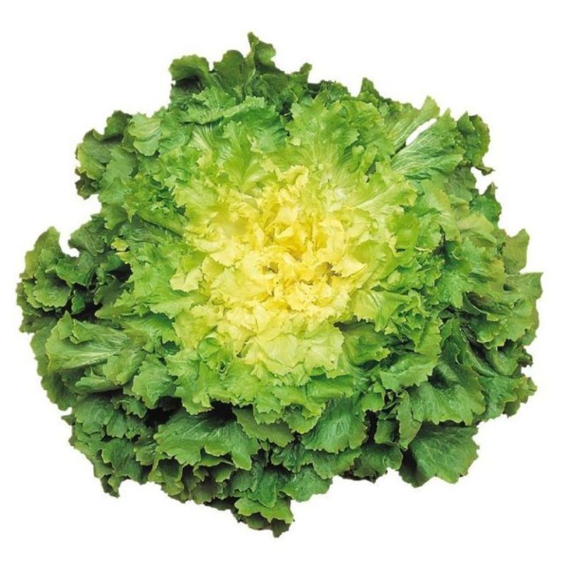 Semailles Chicorée scarole géante maraîchère