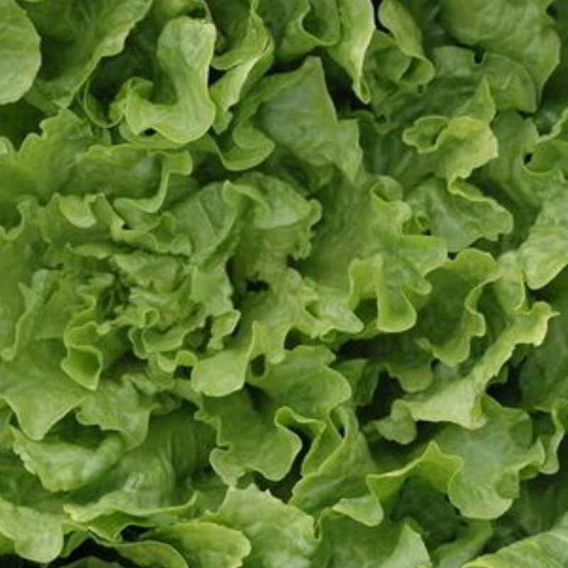 Semailles Chicorée Scarole ronde verte à coeur plein.