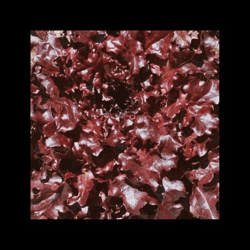 Semailles Laitue à couper Feuille de chêne rouge "Red Salad Bowl"