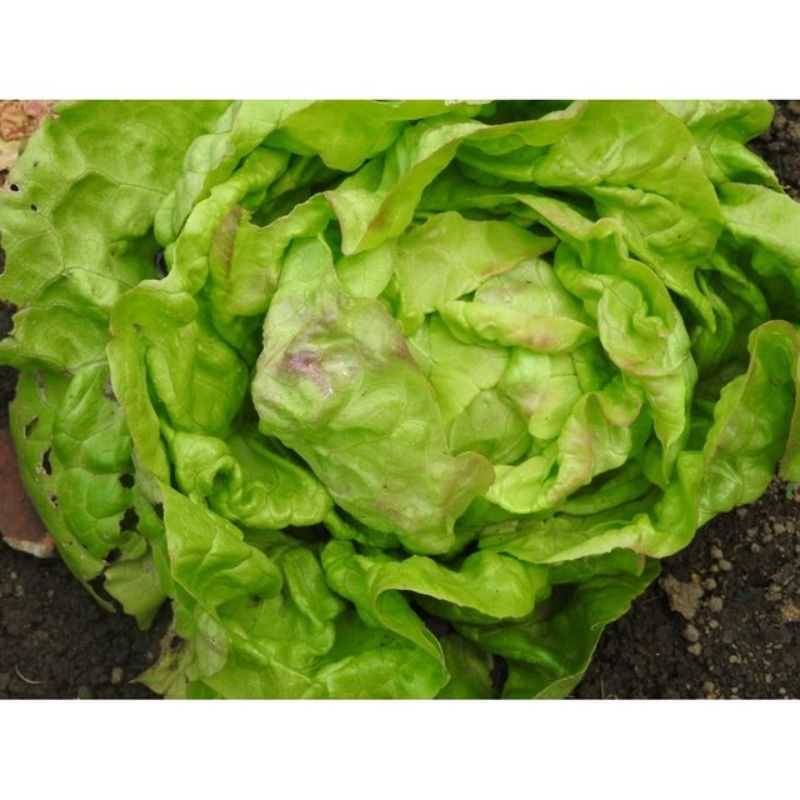 Semailles Laitue hâtive d'Heverllée