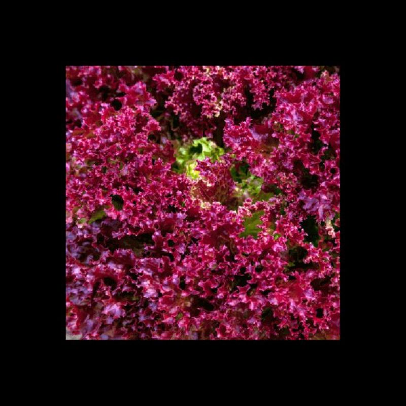 Semailles Laitue à couper Lollo Rossa