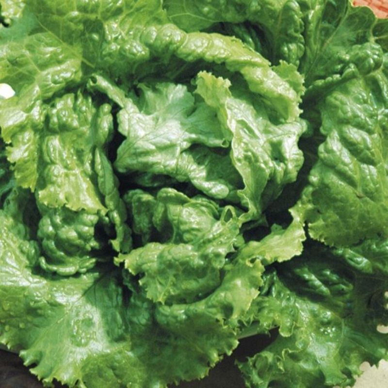 Semailles Laitue Batavia Pierre Bénite