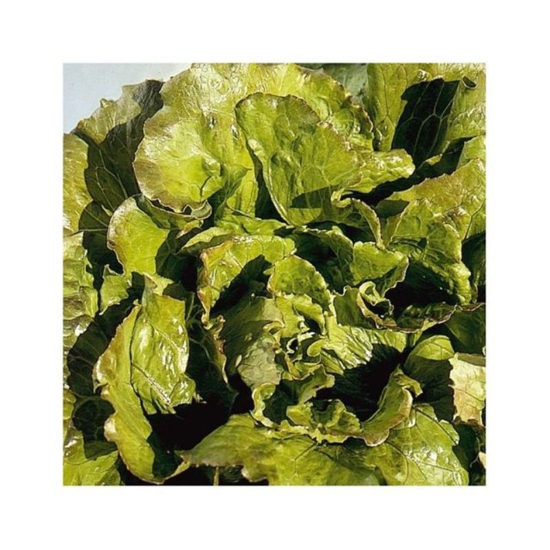 Semailles Laitue Batavia Carmen