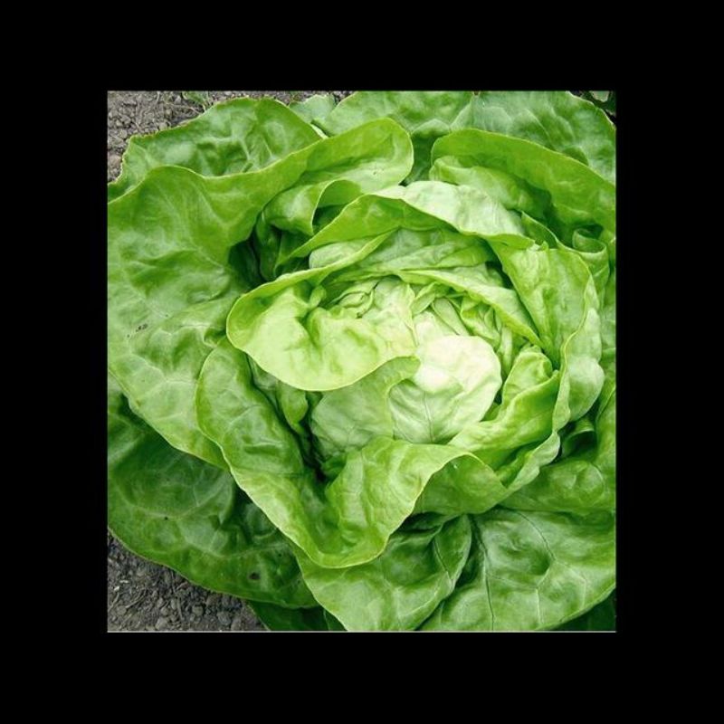 Semailles Laitue d'hiver Valdor