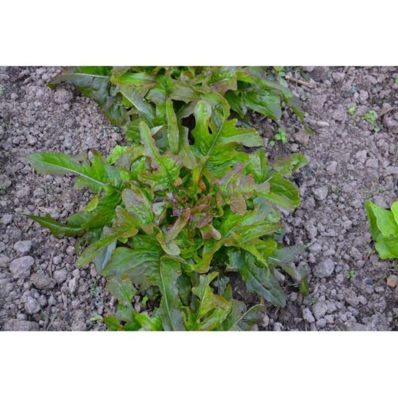 Semailles Laitue à couper Cocarde