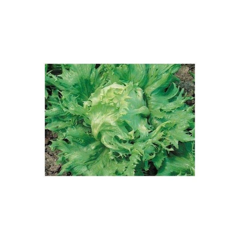 Semailles Laitue Batavia Reine des glaces