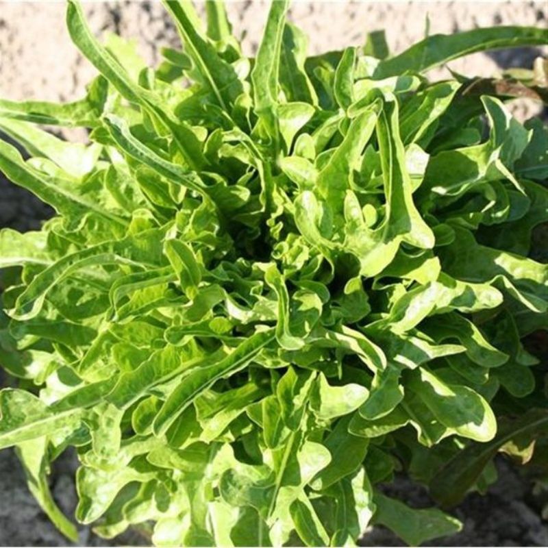 Semailles Laitue à couper Catalogna