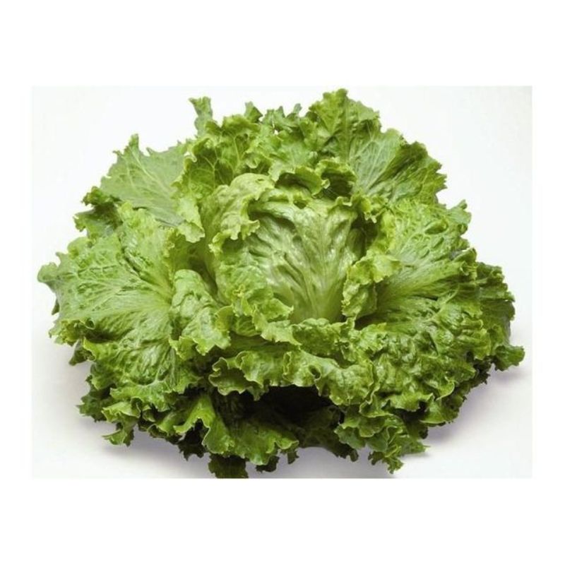 Semailles Laitue Batavia Dorée de Printemps