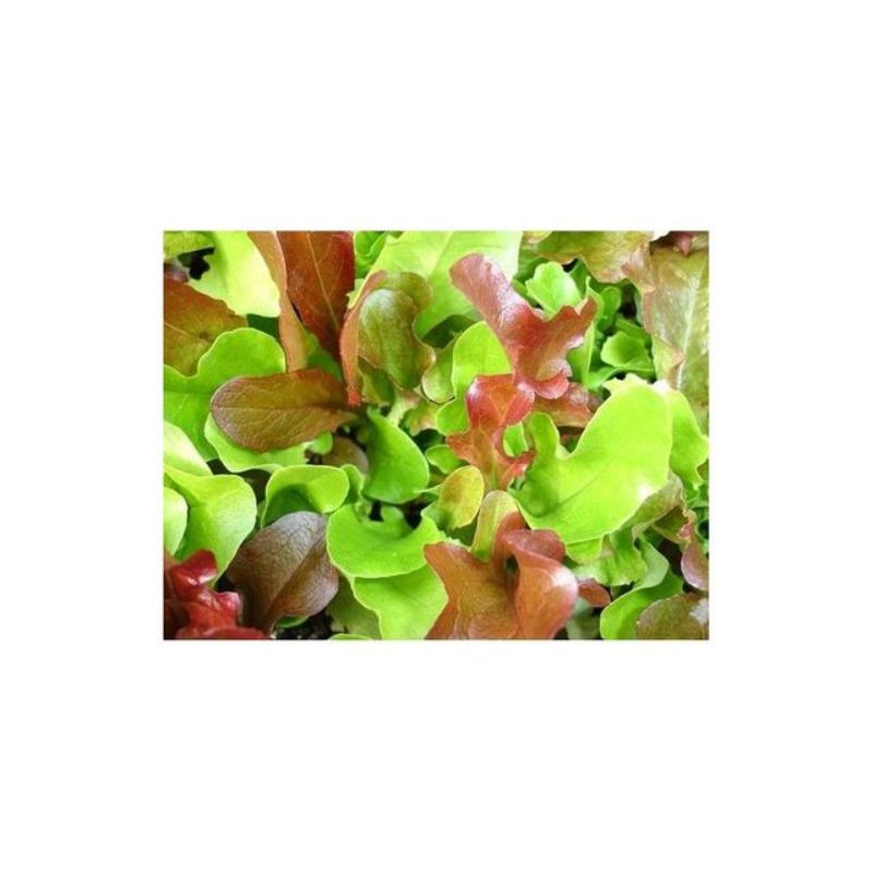 Semailles Laitue à couper en mélange