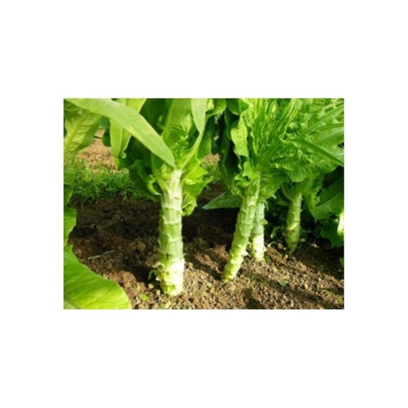 Semailles Laitue Romaine Celtuce ou Laitue Asperge