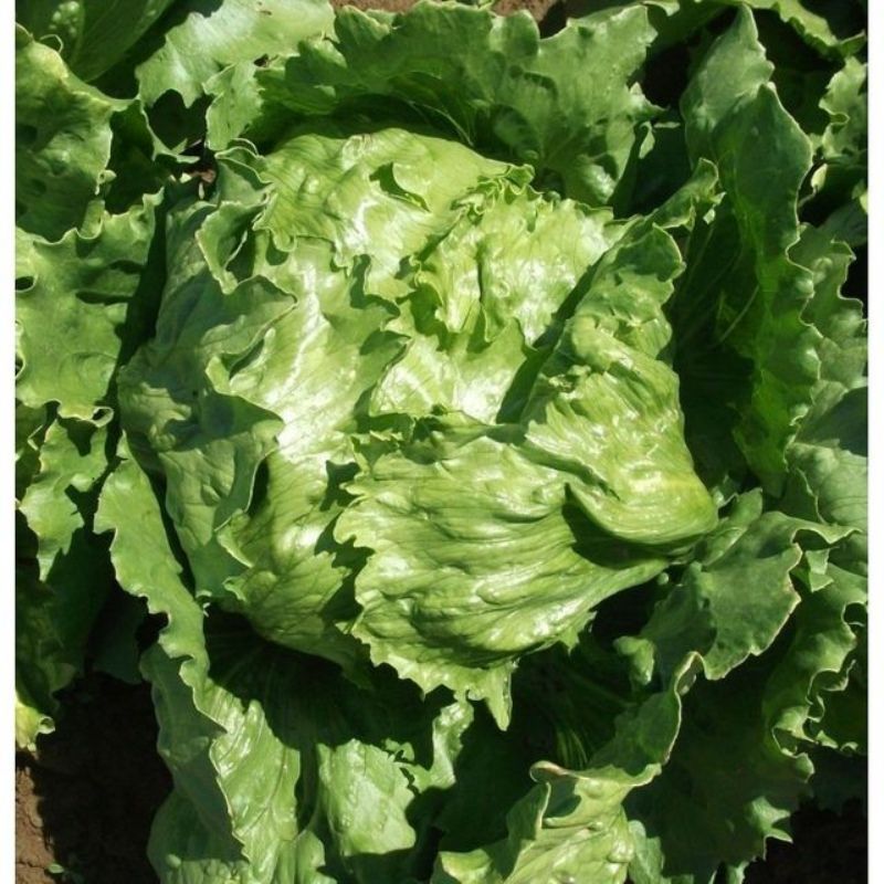 Semailles Laitue Batavia Beaujolaise