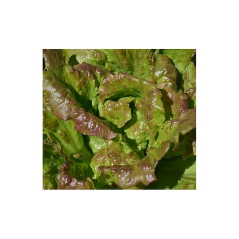 Semailles Laitue Batavia Merveille de Verano
